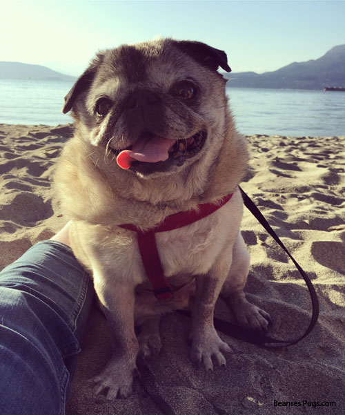 Pug loss, grieving the loss of your senior pug A tribute to Pig the pug